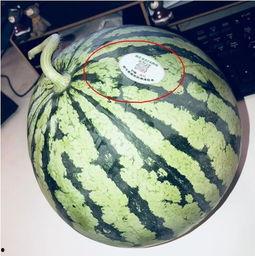 打假网红吃瓜是真的吗,打假网红，真相究竟如何？